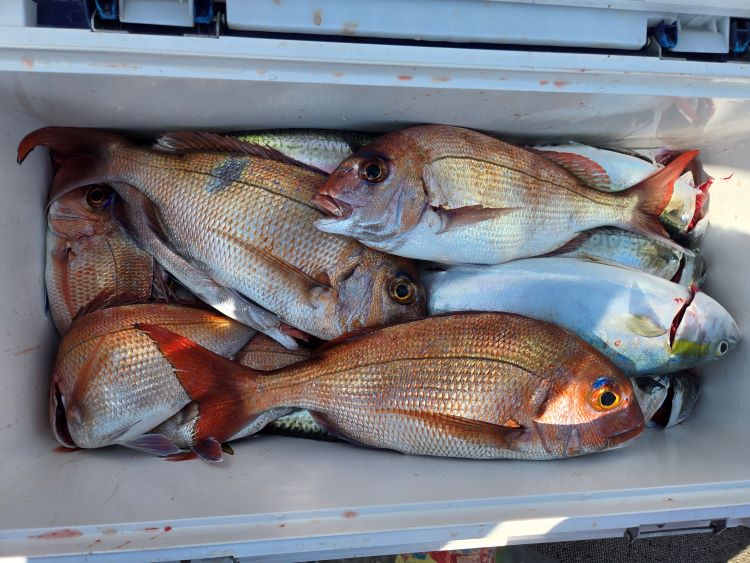 鹿児島 錦江湾 遊漁船 船釣り 幸伸丸のページ