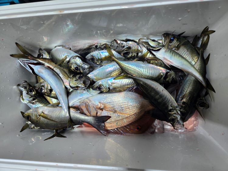鹿児島 錦江湾 船釣り 遊漁船 幸伸丸の釣果